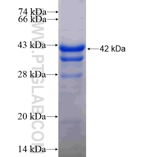 TMEM120A fusion protein Ag10849 SDS-PAGE