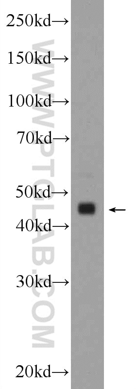 Western Blot (WB) analysis of mouse cerebellum tissue using TMEM120B Polyclonal antibody (24539-1-AP)