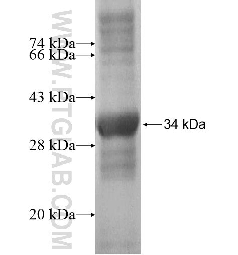 TMEM121 fusion protein Ag13891 SDS-PAGE