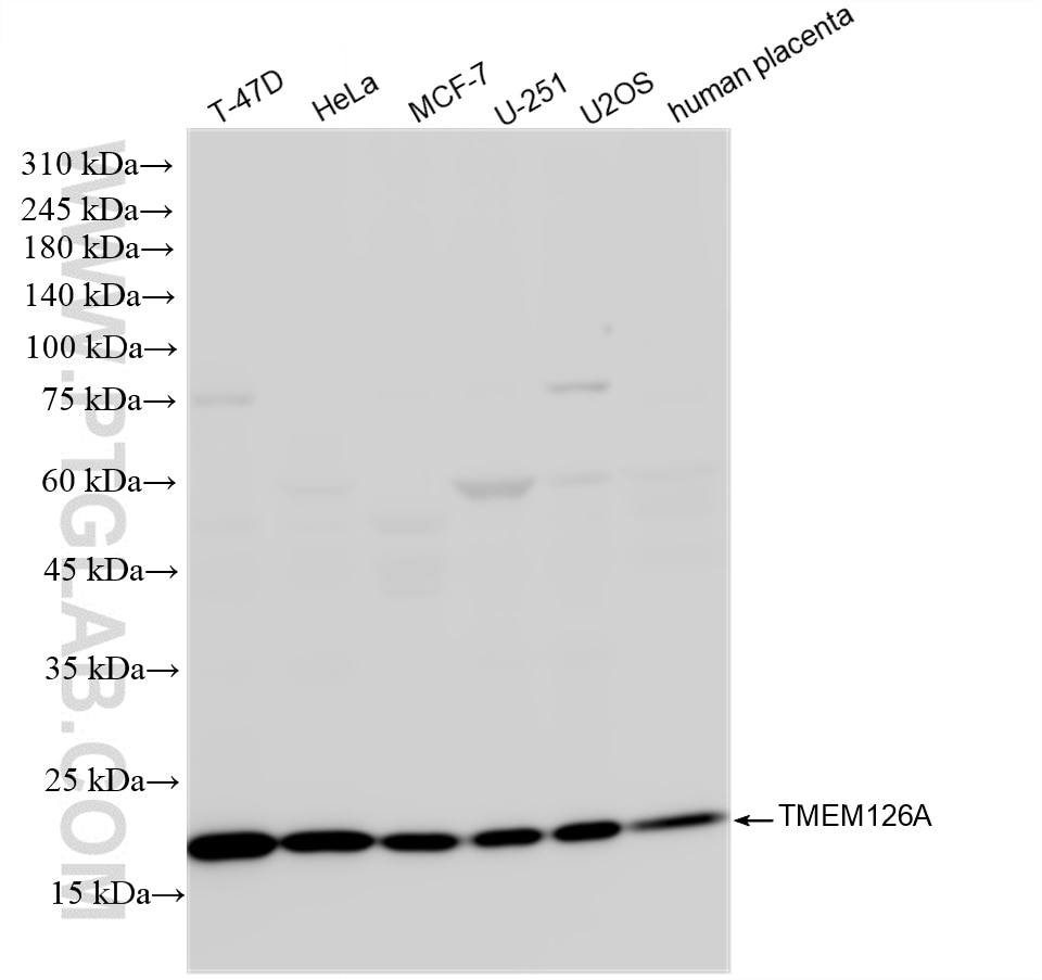 Western Blot (WB) analysis of various lysates using TMEM126A Recombinant antibody (83440-2-RR)