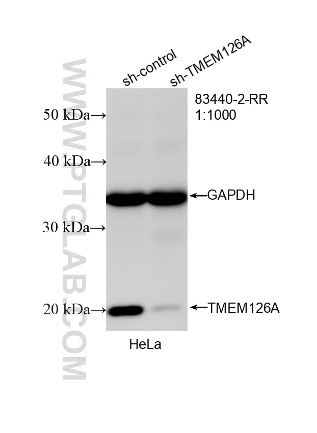 Western Blot (WB) analysis of HeLa cells using TMEM126A Recombinant antibody (83440-2-RR)