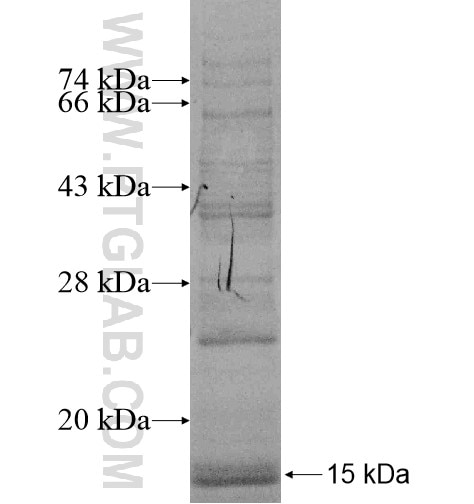 TMEM126B fusion protein Ag15500 SDS-PAGE