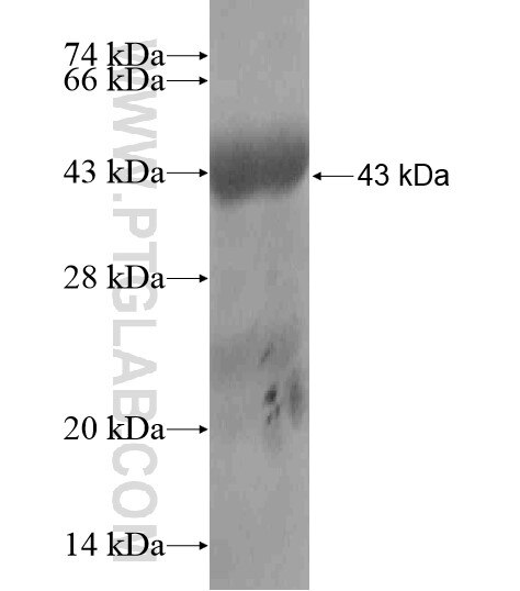 TMEM127 fusion protein Ag19447 SDS-PAGE