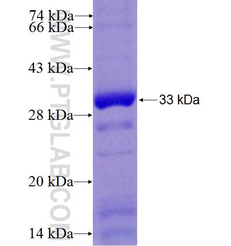 TMEM130 fusion protein Ag25632 SDS-PAGE
