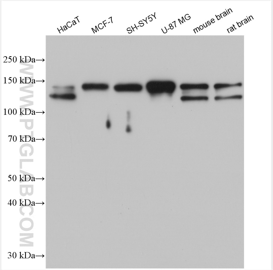 Western Blot (WB) analysis of various lysates using TMEM132A Polyclonal antibody (25301-1-AP)