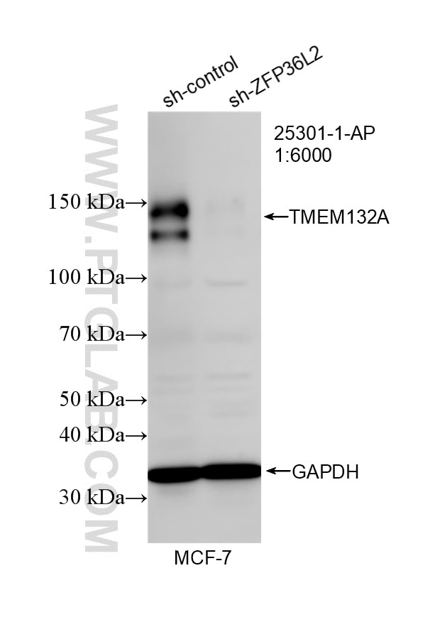 Western Blot (WB) analysis of MCF-7 cells using TMEM132A Polyclonal antibody (25301-1-AP)