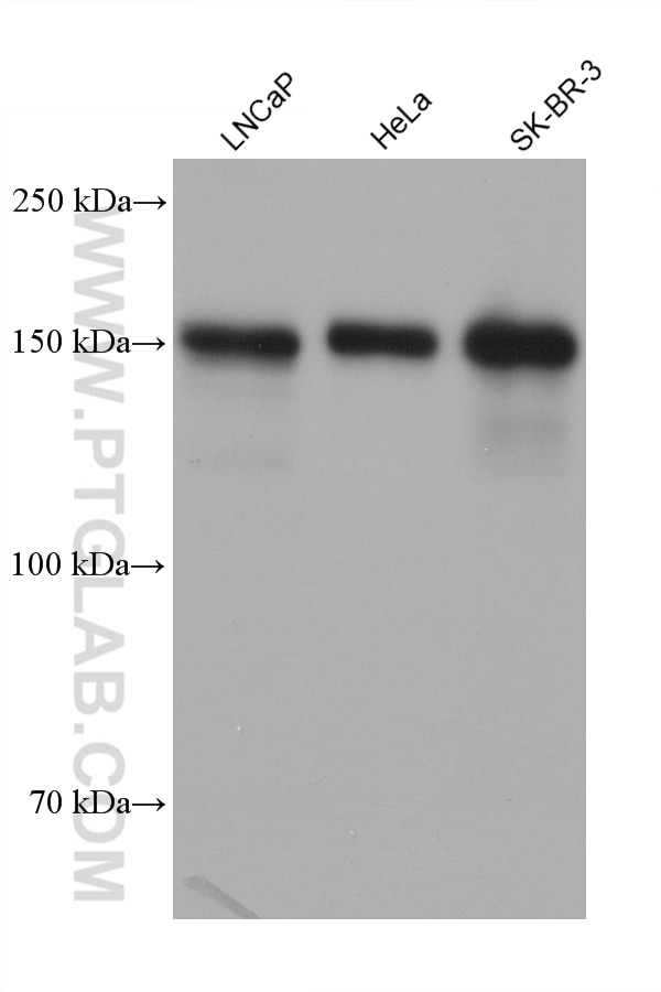 Western Blot (WB) analysis of various lysates using TMEM132A Monoclonal antibody (68589-1-Ig)