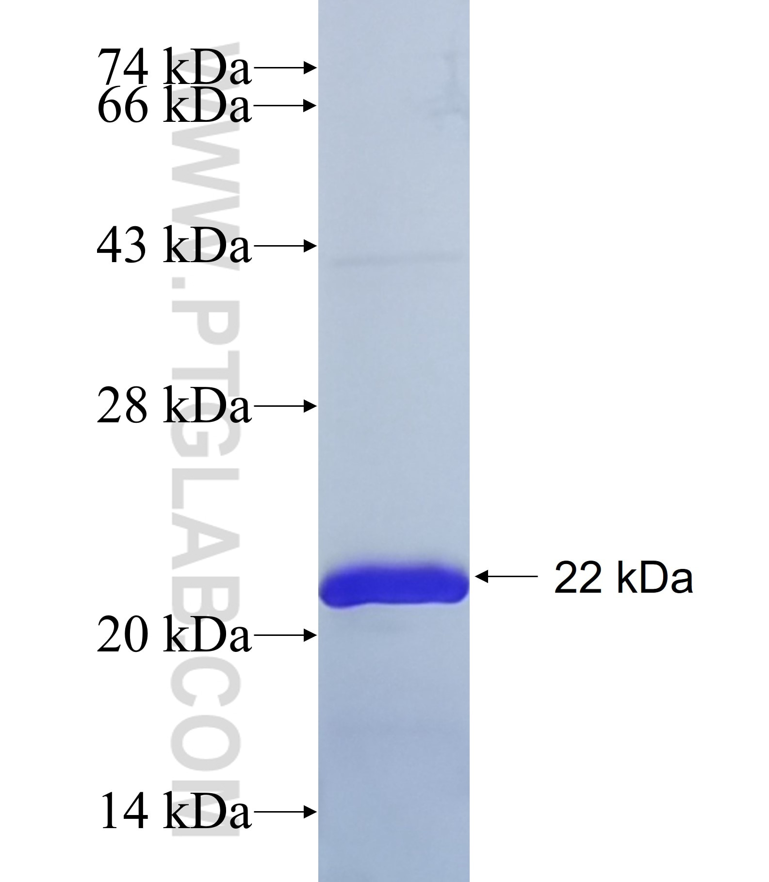 TMEM132C fusion protein Ag36121 SDS-PAGE