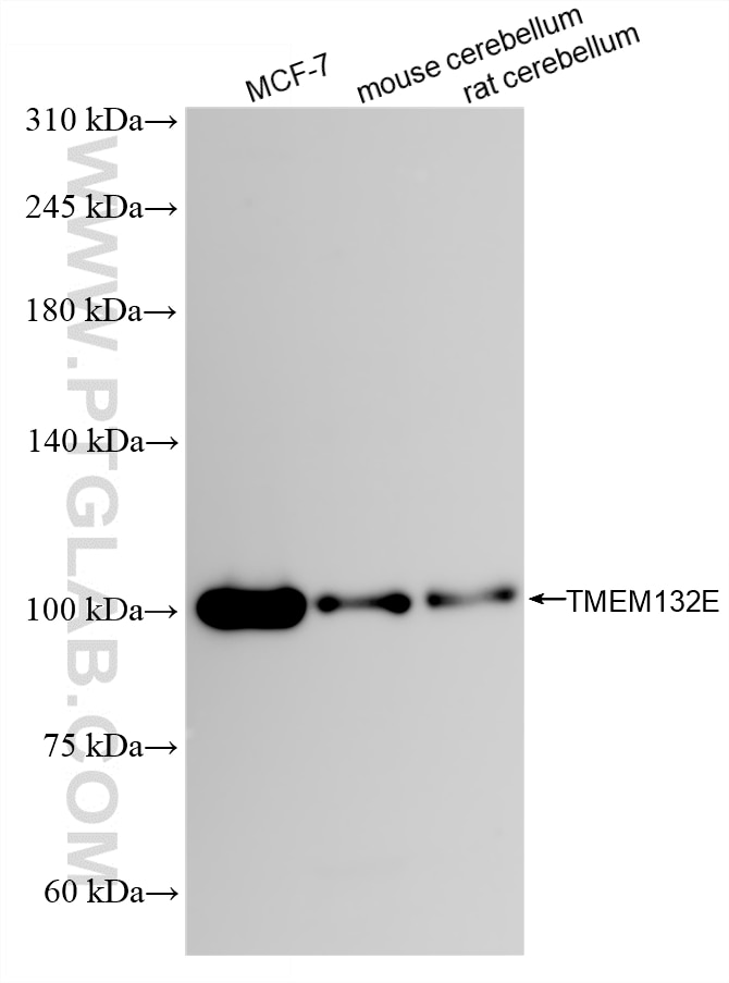 WB analysis using 82983-2-RR (same clone as 82983-2-PBS) Western Blot (WB) analysis of various lysates using TMEM132E Recombinant monoclonal antibody (82983-2-RR)