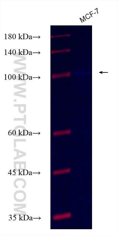 Western Blot (WB) analysis of various lysates using CoraLite® Plus 750-conjugated TMEM132E Recombinant (CL750-82983-2)