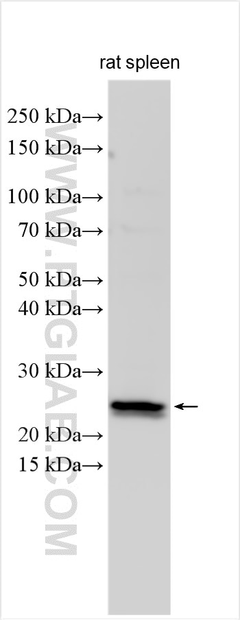 Western Blot (WB) analysis of rat spleen tissue using TMEM134 Polyclonal antibody (25078-1-AP)