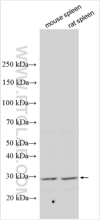 Western Blot (WB) analysis of various lysates using TMEM134 Polyclonal antibody (25078-1-AP)