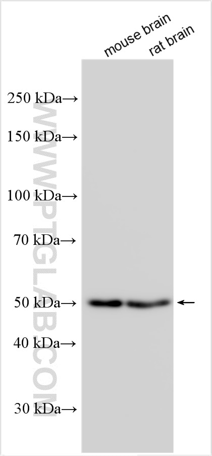 Various lysates were subjected to SDS PAGE followed by western blot with 31327-1-AP (TMEM135 antibody) at dilution of 1:1000 incubated at room temperature for 1.5 hours. Western Blot (WB) analysis of various lysates using TMEM135 Polyclonal antibody (31327-1-AP)