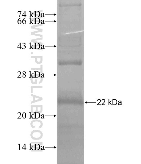 TMEM135 fusion protein Ag20013 SDS-PAGE