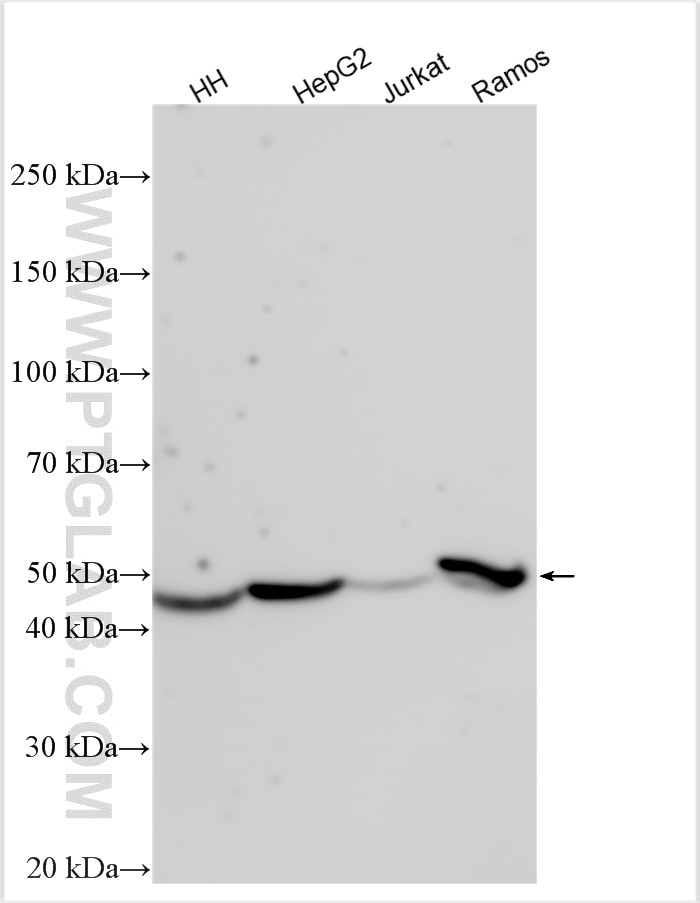 Western Blot (WB) analysis of various lysates using TMEM143 Polyclonal antibody (31917-1-AP)