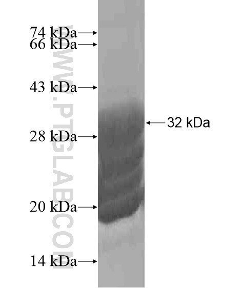 TMEM150 fusion protein Ag21019 SDS-PAGE