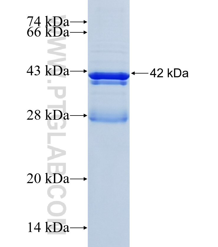 TMEM151B fusion protein Ag34641 SDS-PAGE