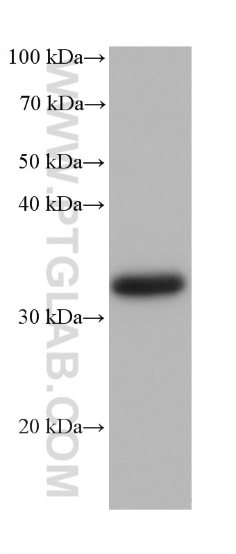 WB analysis of K-562 using 68584-1-Ig