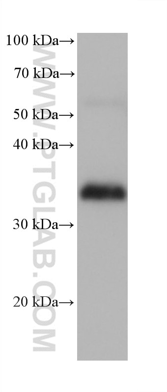 Western Blot (WB) analysis of U-251 cells using TMEM165 Monoclonal antibody (68584-1-Ig)