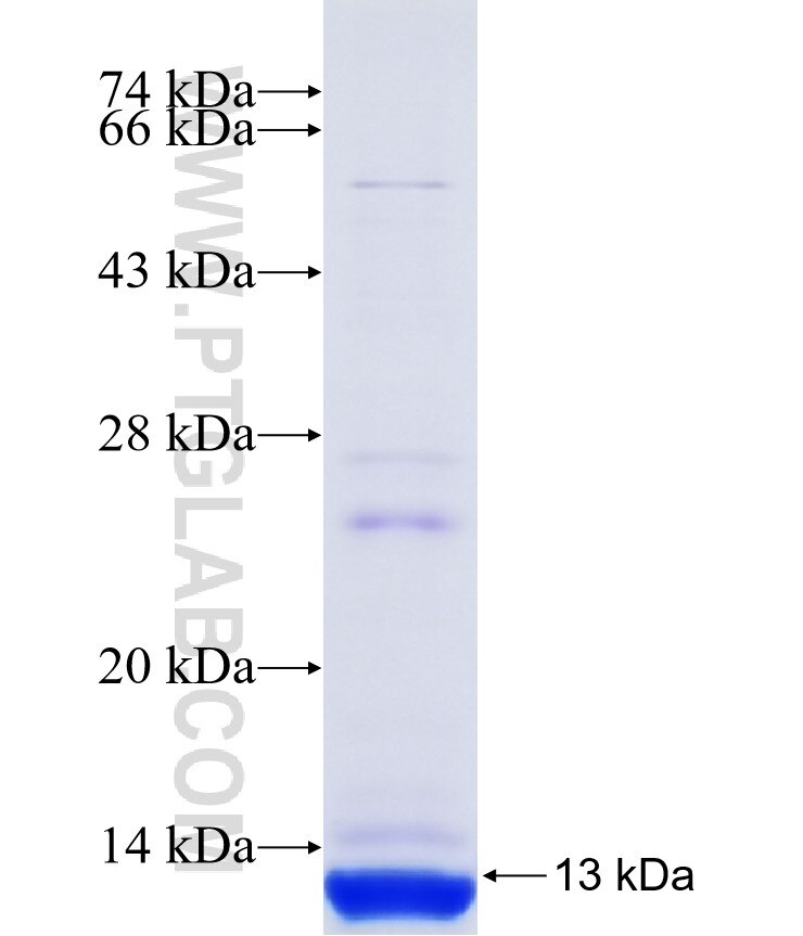 TMEM167B fusion protein Ag18980 SDS-PAGE