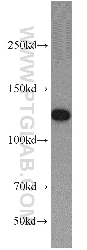 Western Blot (WB) analysis of PC-3 cells using TMEM168 Polyclonal antibody (22527-1-AP)