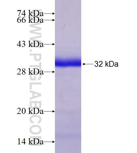 TMEM168 fusion protein Ag18337 SDS-PAGE