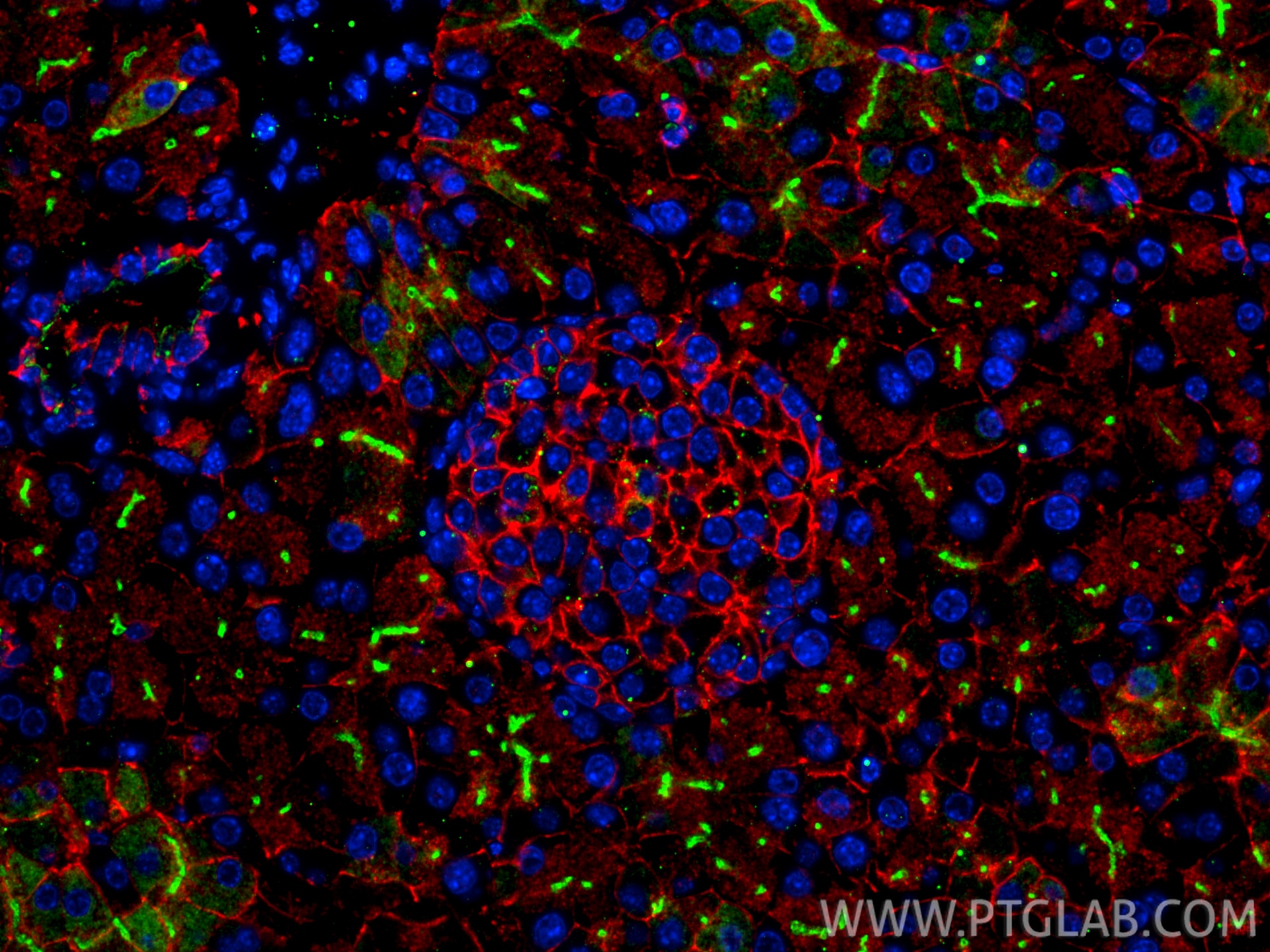 Immunofluorescence (IF) / fluorescent staining of mouse pancreas tissue using TMEM16A/DOG1 Polyclonal antibody (33212-1-AP)
