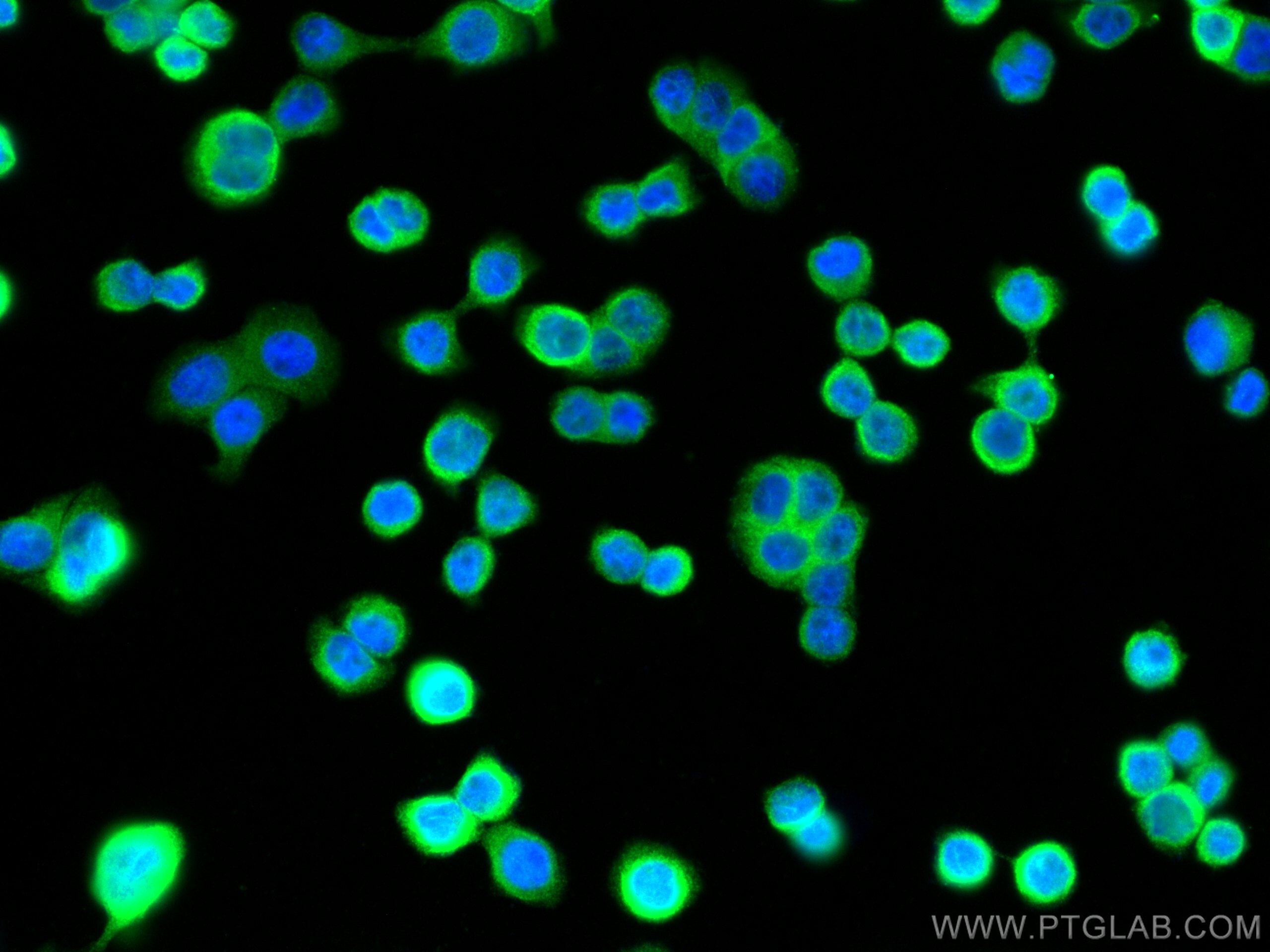 Immunofluorescence (IF) / fluorescent staining of HT-29 cells using TMEM173/STING Polyclonal antibody (19851-1-AP)