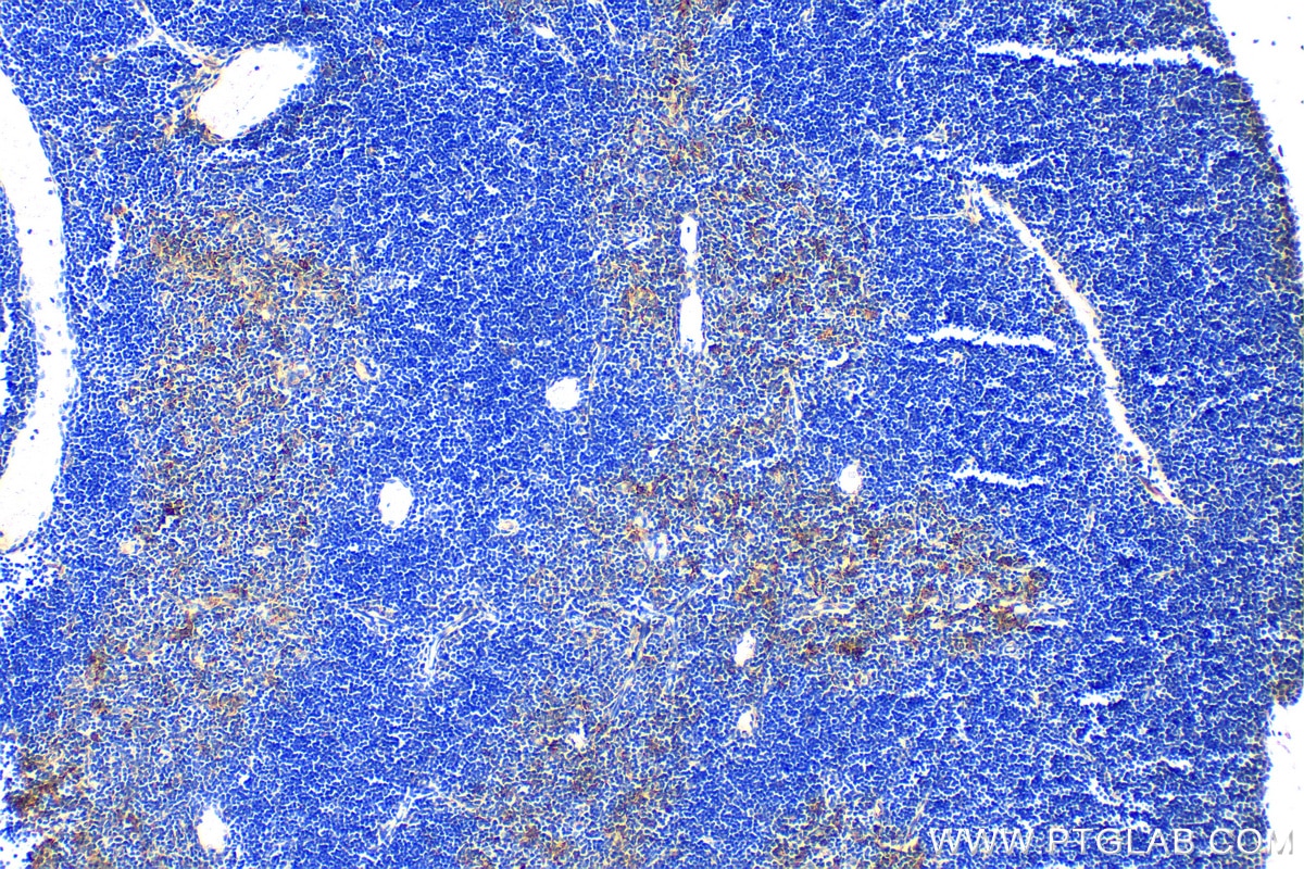 IHC staining of mouse thymus using 19851-1-AP