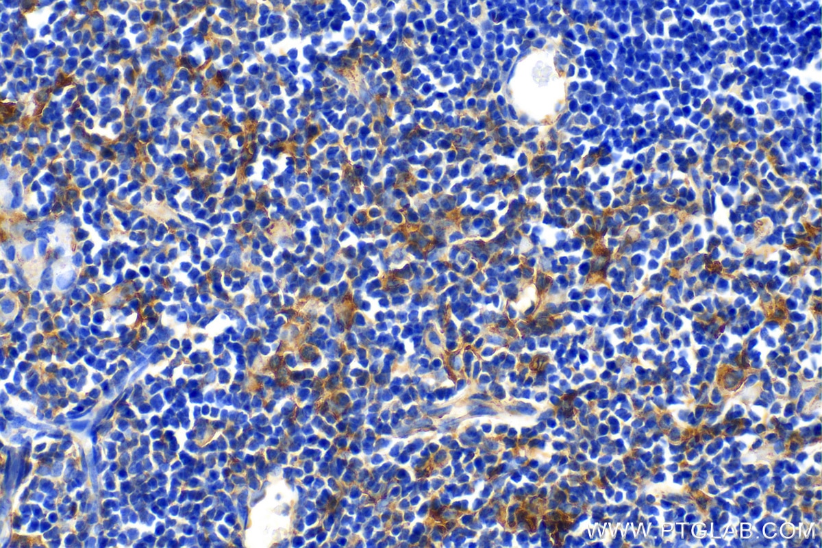 IHC staining of mouse thymus using 19851-1-AP