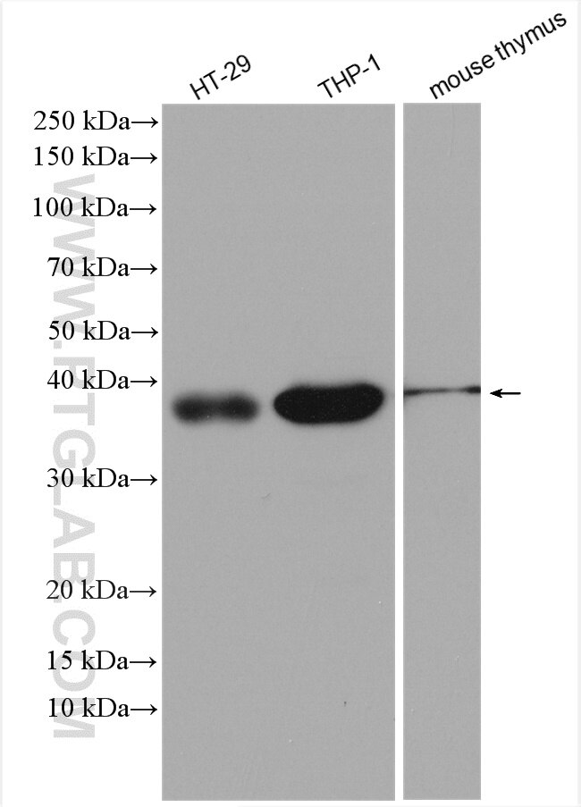Western Blot (WB) analysis of HT-29 cells using TMEM173/STING Polyclonal antibody (19851-1-AP)