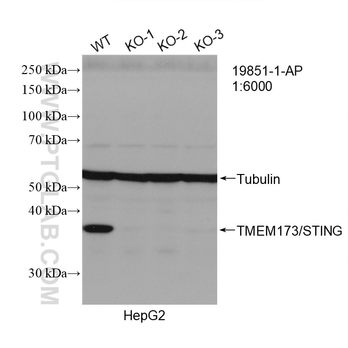 Western Blot (WB) analysis of HepG2 cells using TMEM173/STING Polyclonal antibody (19851-1-AP)
