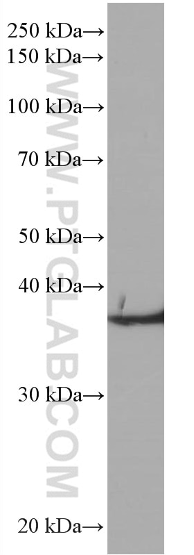 Western Blot (WB) analysis of HepG2 cells using TMEM173/STING Monoclonal antibody (66680-1-Ig)