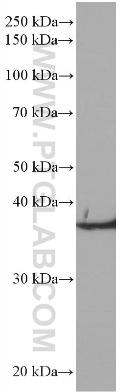 WB analysis of HepG2 using 66680-1-Ig