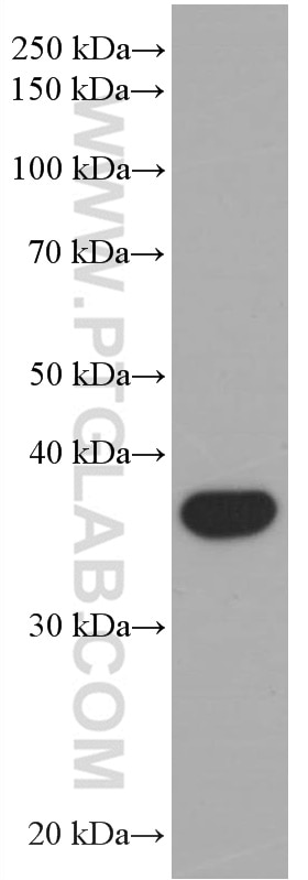 Western Blot (WB) analysis of HSC-T6 cells using TMEM173/STING Monoclonal antibody (66680-1-Ig)