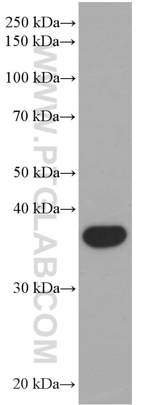 WB analysis of HSC-T6 using 66680-1-Ig