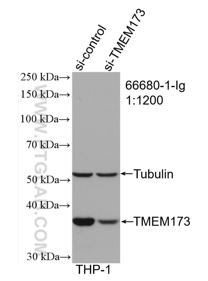 Western Blot (WB) analysis of THP-1 cells using TMEM173/STING Monoclonal antibody (66680-1-Ig)