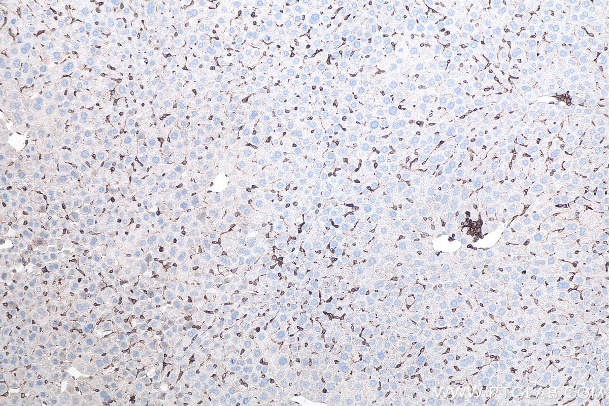 IHC staining of mouse liver using 80165-1-RR Immunohistochemistry (IHC) staining of mouse liver tissue using TMEM173/STING Recombinant monoclonal antibody (80165-1-RR)