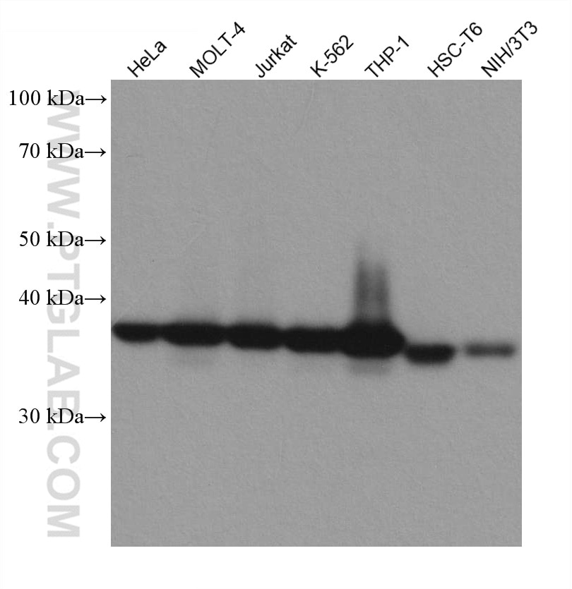 Western Blot (WB) analysis of various lysates using TMEM173/STING Recombinant antibody (80165-1-RR)