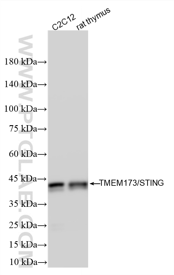 WB analysis using 80165-1-RR Western Blot (WB) analysis of various lysates using TMEM173/STING Recombinant monoclonal antibody (80165-1-RR)