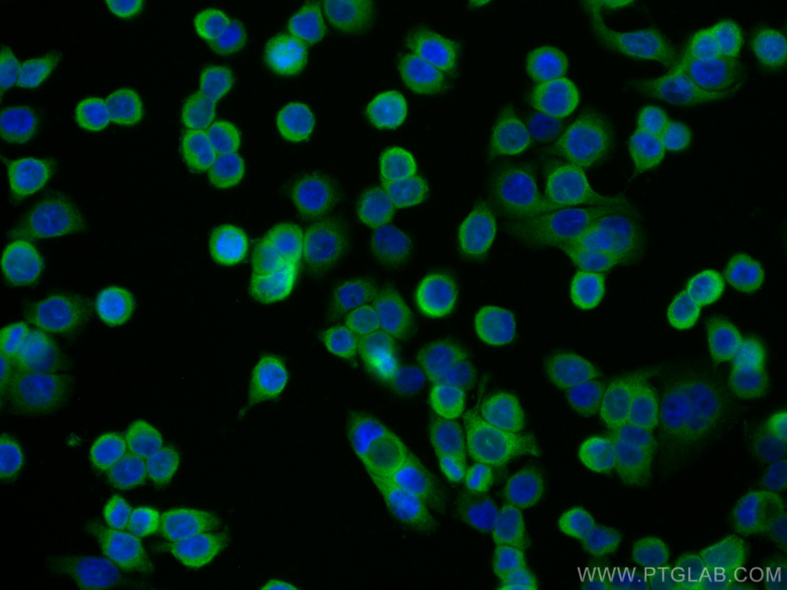 IF Staining of HT-29 using CL488-19851