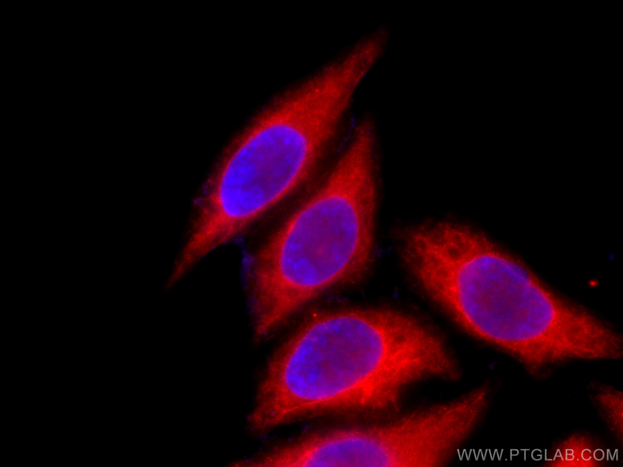 Immunofluorescence (IF) / fluorescent staining of HepG2 cells using CoraLite®594-conjugated TMEM173/STING Polyclonal a (CL594-19851)