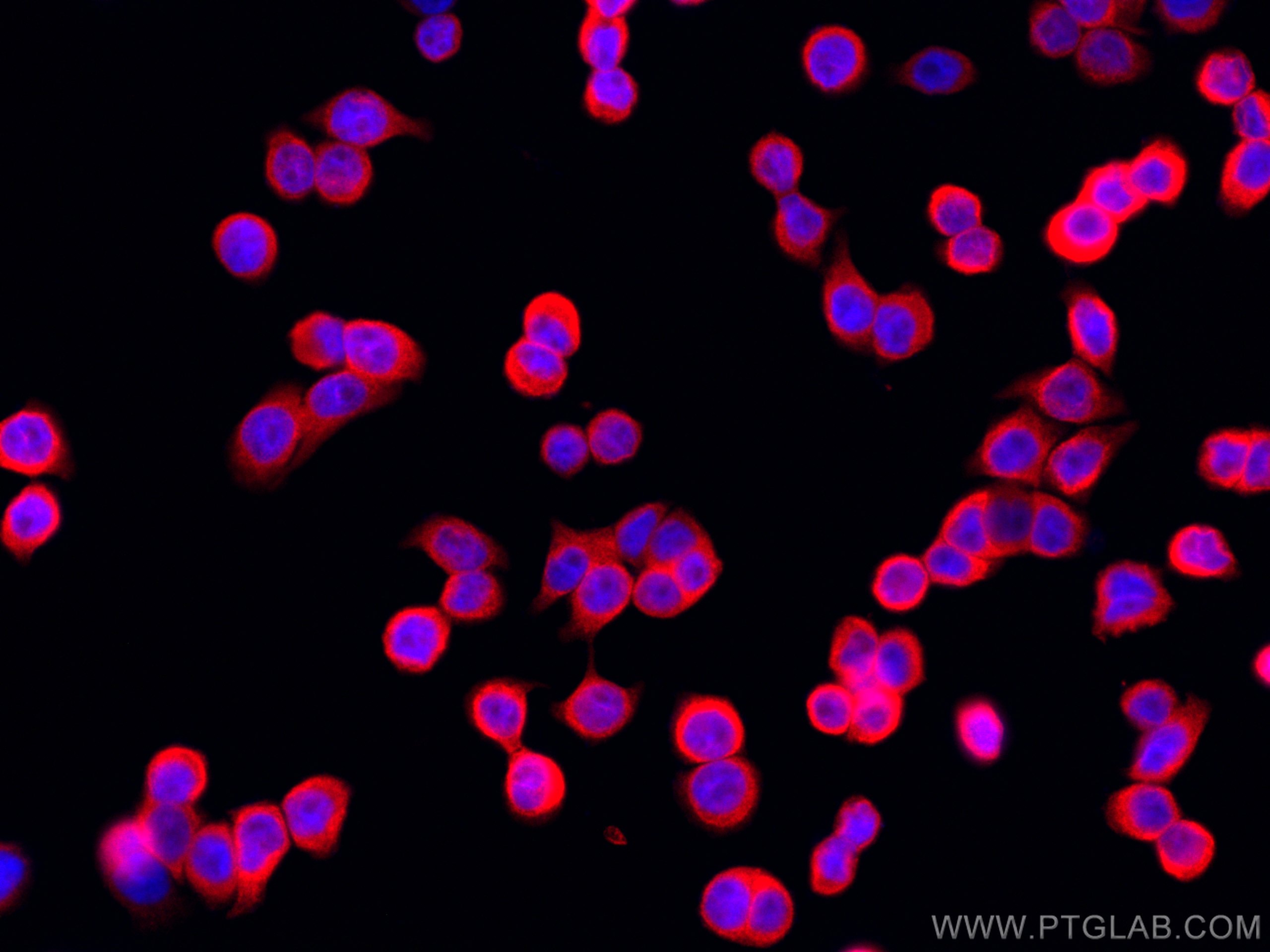 Immunofluorescence (IF) / fluorescent staining of HT-29 cells using CoraLite®594-conjugated TMEM173/STING Polyclonal a (CL594-19851)