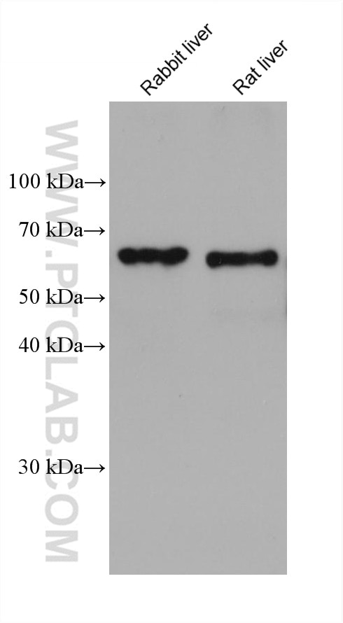 Western Blot (WB) analysis of various lysates using TMEM175 Monoclonal antibody (68172-1-Ig)