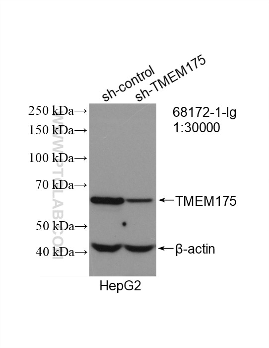 Western Blot (WB) analysis of HepG2 cells using TMEM175 Monoclonal antibody (68172-1-Ig)