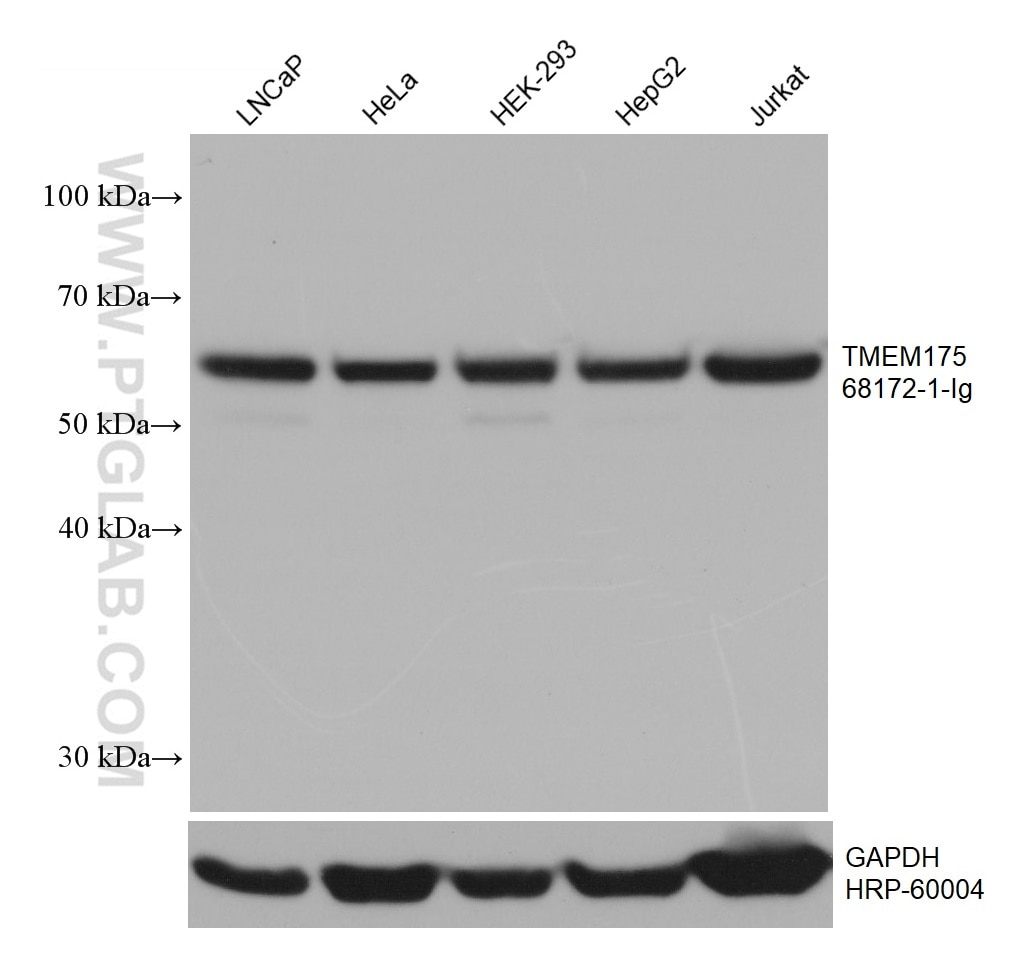 Western Blot (WB) analysis of various lysates using TMEM175 Monoclonal antibody (68172-1-Ig)