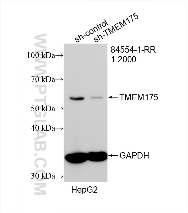 Western Blot (WB) analysis of HepG2 cells using TMEM175 Recombinant antibody (84554-1-RR)