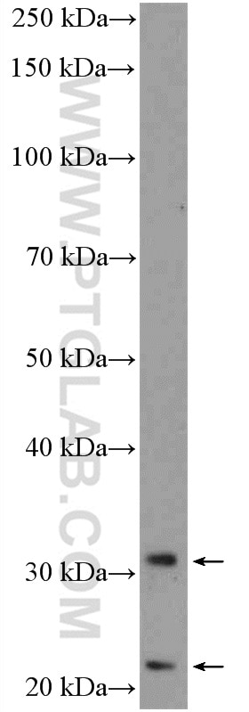 Western Blot (WB) analysis of A549 cells using TMEM176B Polyclonal antibody (19825-1-AP)