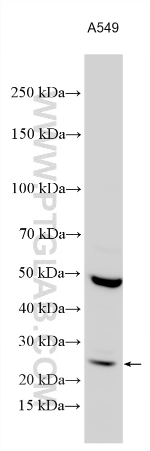 WB analysis using 19825-1-AP Western Blot (WB) analysis of various lysates using TMEM176B Polyclonal antibody (19825-1-AP)