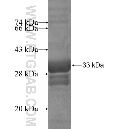TMEM176B fusion protein Ag13918 SDS-PAGE